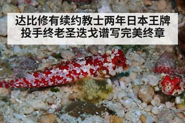 达比修有续约教士两年日本王牌投手终老圣迭戈谱写完美终章